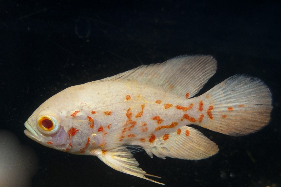 White and Orange Oscar Fish (Astronotus ocellatus) in Aquarium